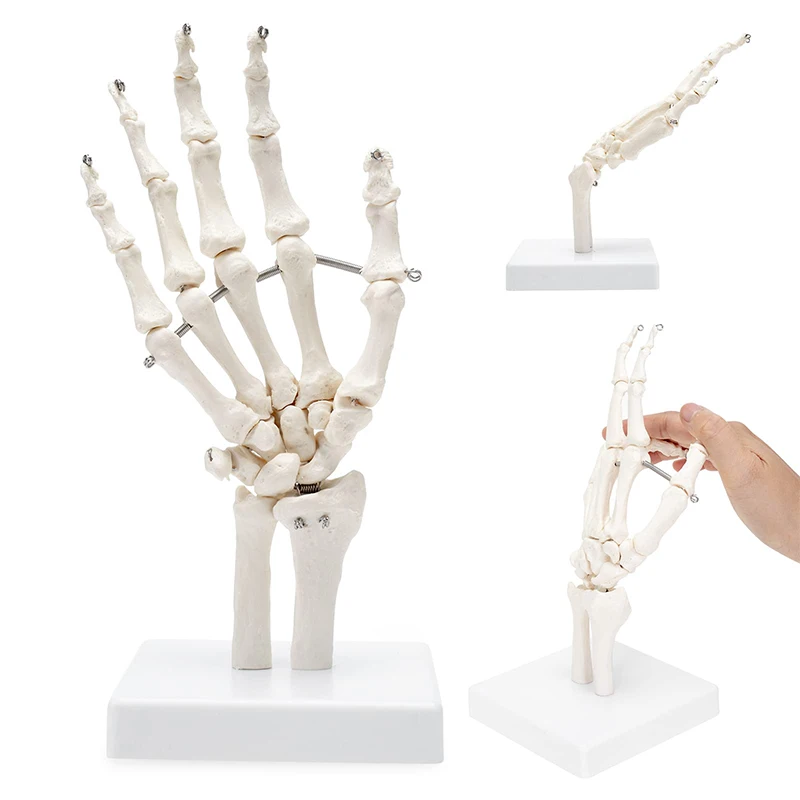 Human Joint Model Hand Foot Joint Bone Model Hingh Quality Pvc Statues Medical Teaching Supplies Art Painting Props