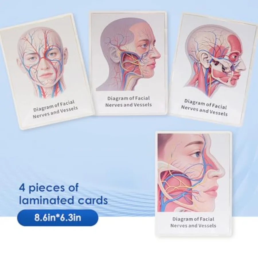 عارضة أزياء للتدريب على الحقن، نموذج رأس لتدريب ممارسة التدريس بالبلاستيك الدقيق لطلاب الطب والجمالي
