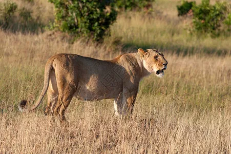 

Front Bumper for FMS 1/24 FCX24M Camel Cup D90 D110 Defender First Generation Range Rover Discovery