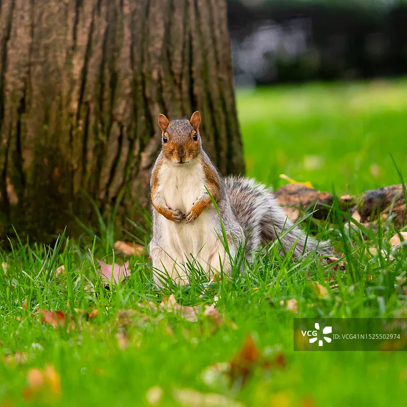 Iflight Defender 20…