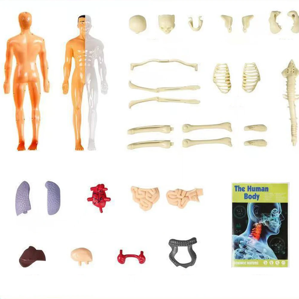 Simulation Human Skeleton Model Human Body Anatomy Model Educational Teaching Props For Students DIY Educational Toys 3D Puzzle