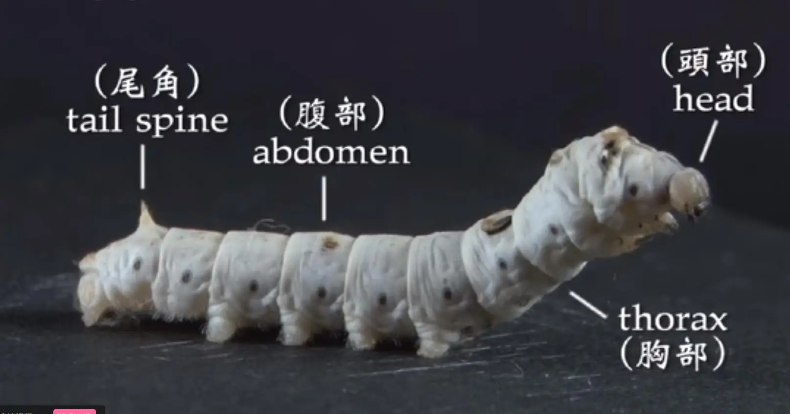 

100 Pcs/Lot Silkworm Seeds Seed Mulberry Feeding Silkworms Eggs Egg High Hatchability Disease Resistance Living Toy Baby Toys