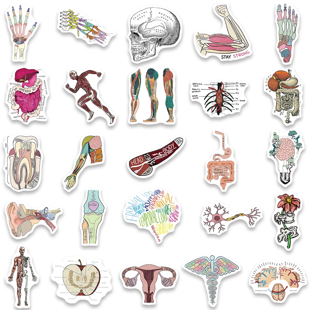Pegatinas de Fisiología para ordenador, pegatinas de anatomía biológica, órganos humanos, caderas, guitarra, libro, botella, decoración impermeable,