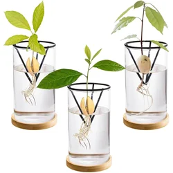 1Set Avocado Tree Growing Kits Hydroponic Glass Avocado Seed Vase With Triangle Bracket And Bamboo Base Sprouting Plant Pot