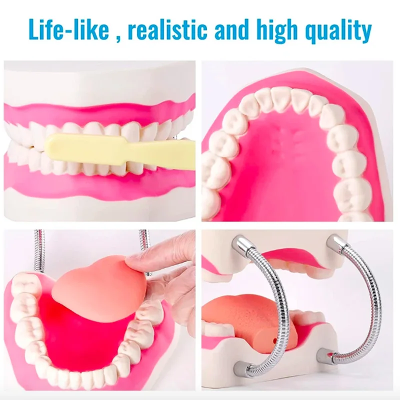 Large Anatomical Teeth Model 6 Times Dental Hygiene Detachable Tongue Toothbrush