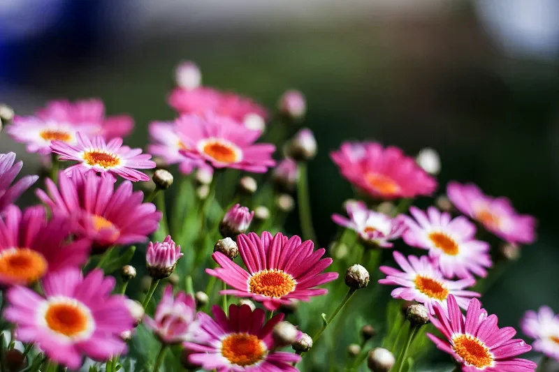 

Радиоуправляемая машина WLtoys 244016 1/24 2,4G 2WD — высокоскоростной дрейф 25 км/ч, вездеход по бездорожью, идеальный рождественский подарок