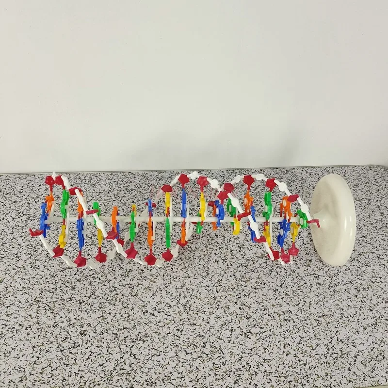 molecular instrument DNA double helix structure model High school DNA molecular structure model teaching aids