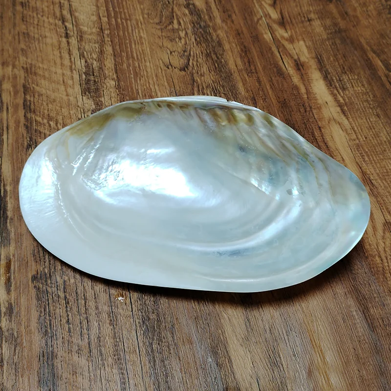 23-25CM Large Pearl Shell Polished Freshwater Mussel Shell Tray Beaching Wedding Decoration Jewelry Holder Photography Props