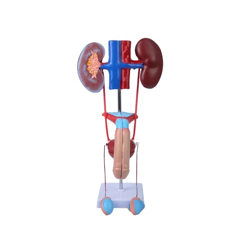 

Male genitourinary and reproductive system model, prostate/ kidney anatomy model, anatomical urogenital system