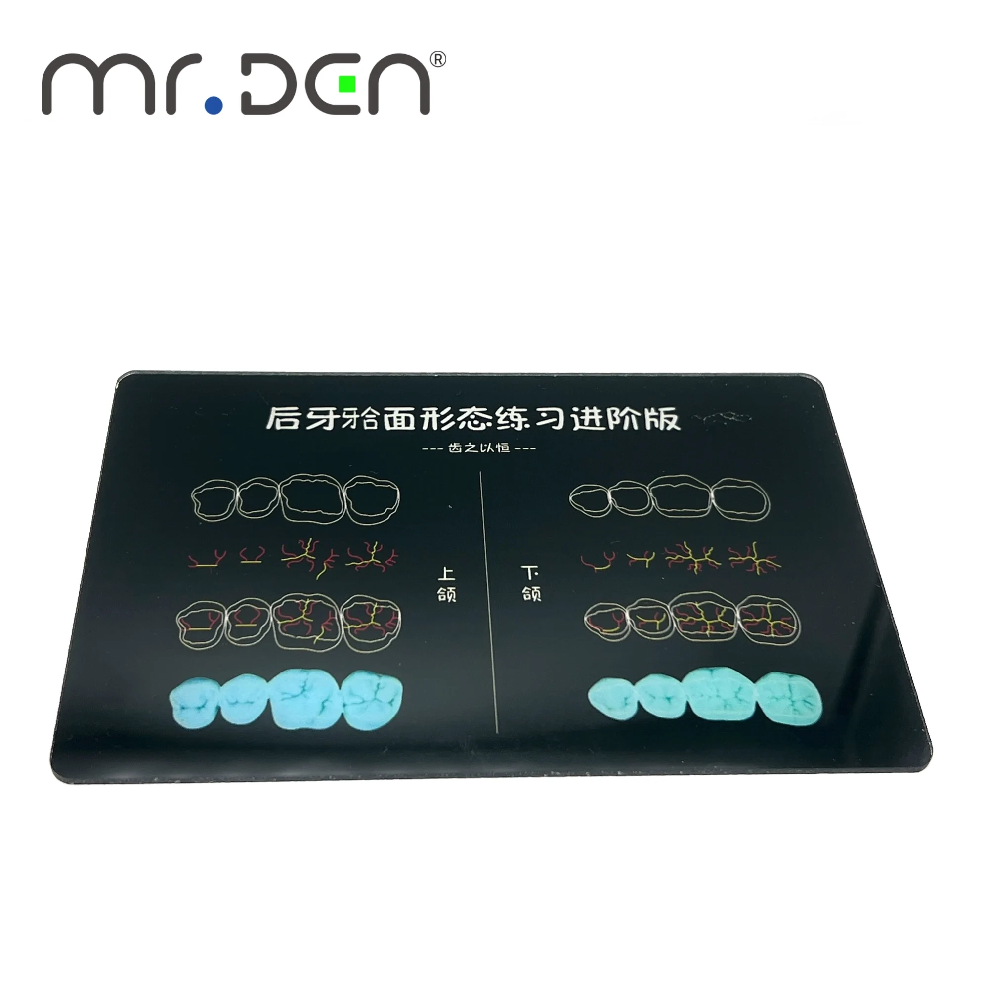 Picture 6: High Fidelity Dental Resin Filling Practice Board with Realistic Teeth Structure for Dentist Training and Skill Improvement