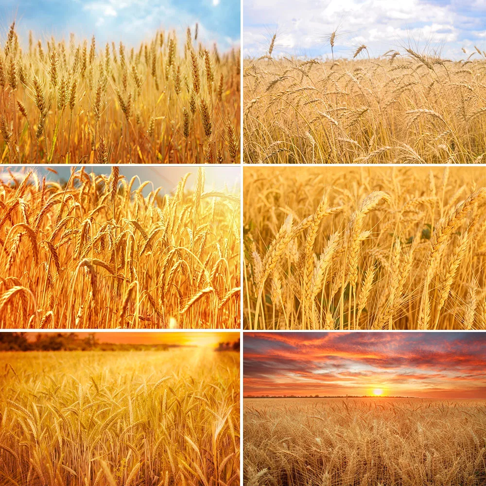 Golden Wheat Spikes Grass Crop Theme Sunset Ripe Wheat Grain Harvest Season Blue Sky Cloudy Photographic Banner For Photo Studio