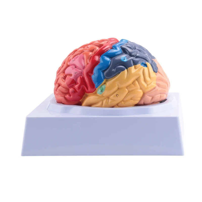 

Human Brain Model Anatomy With Colored And Labeled Regions, 2-Part Human Brain Model Disassembled - Includes Base