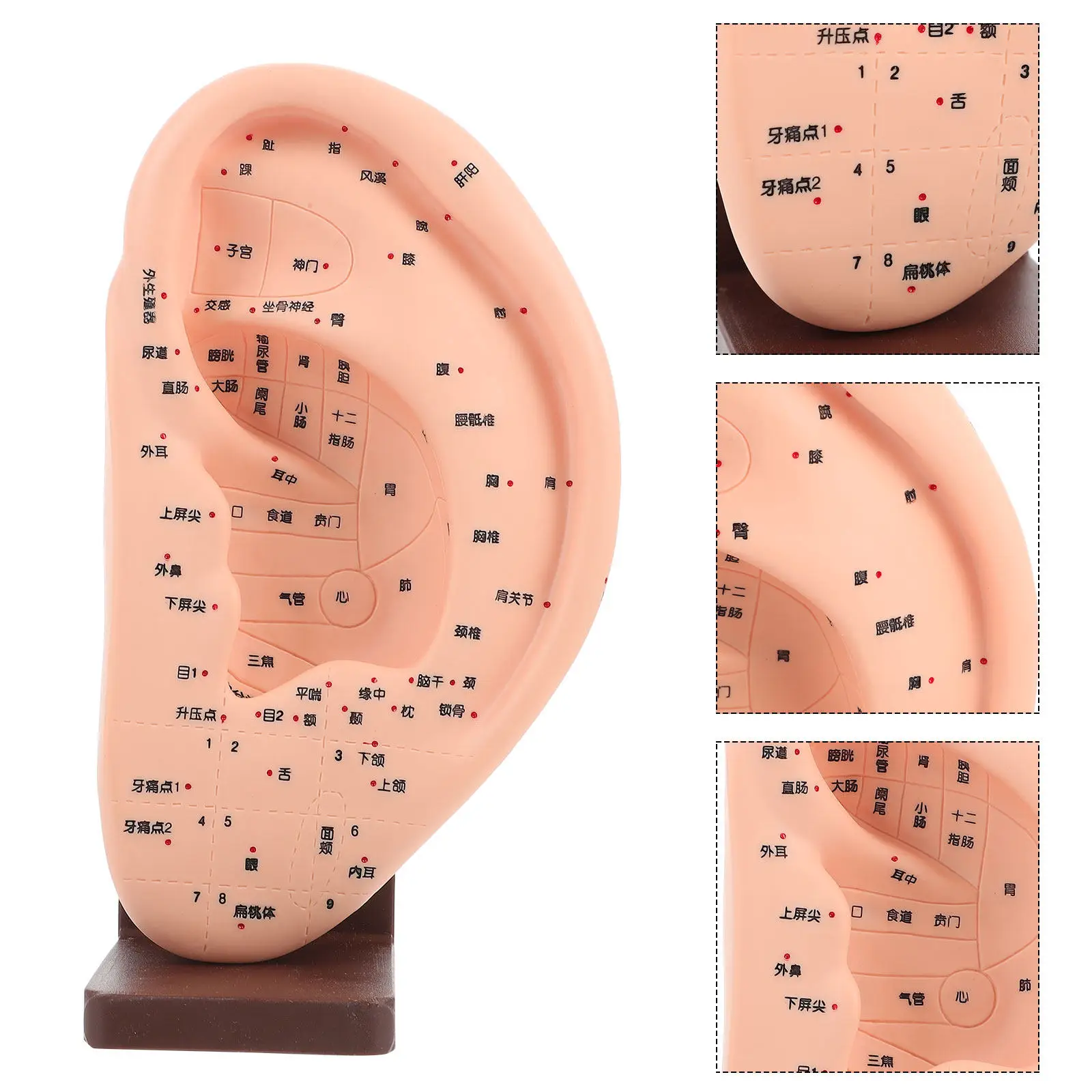 

1Pcs Ear Reflection Area Acupoint Ear Acupoint Teaching Tool Base Educational Display Instrument Teaching Aid