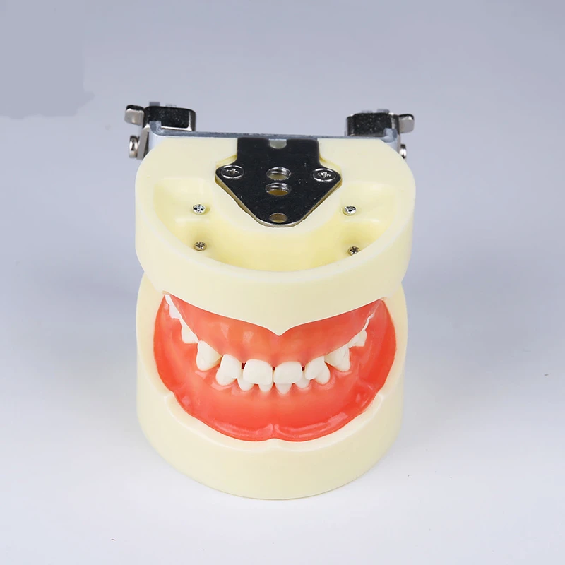 Dental Pediatric Practice Teeth Model M7014 Dental Study Typodont Model Standard Child Tooth Model with Soft Gym 24pcs Teeth