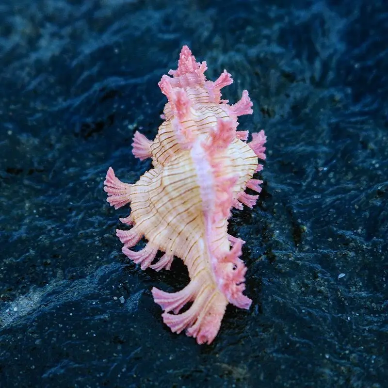 نوبل ألف يد الحلزون الطبيعي قوقعة عينة نادرة الحلزون نافذة المنزل زخرفة خزان الأسماك المناظر الطبيعية الديكور #3