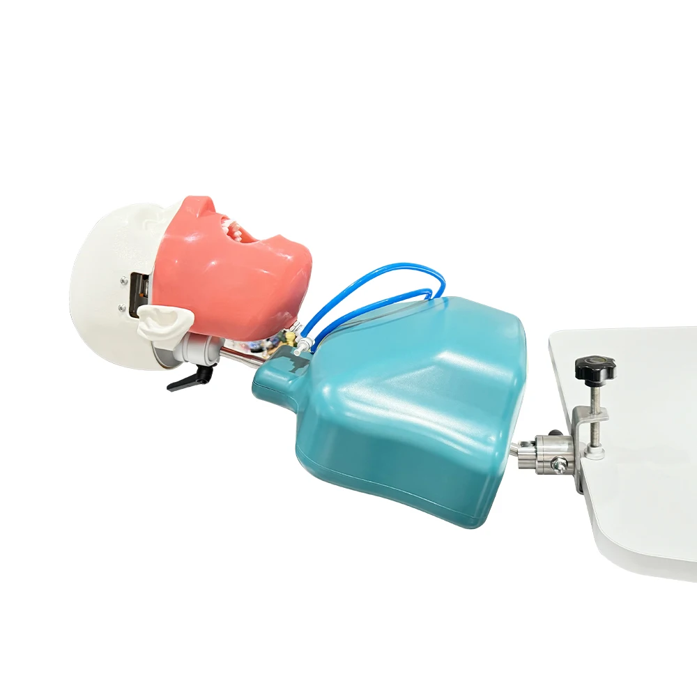 الأسنان الكتف الجسم رئيس نموذج التدريب فانتوم رئيس محاكاة طب الأسنان رئيس نموذج جهاز نموذج للتدريس العملي #4