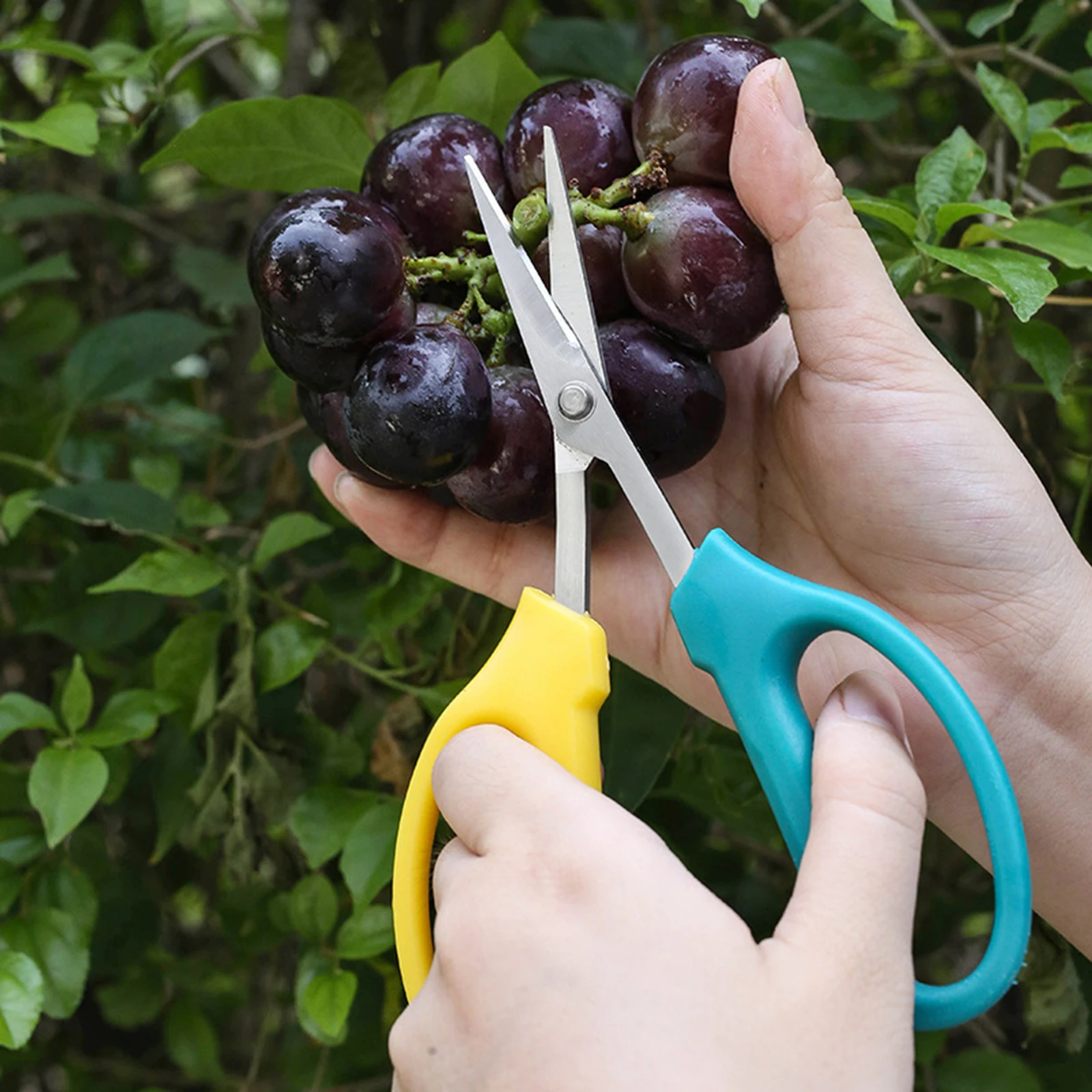 

Multifunctional Alice Garden Scissors Sturdy Garden Fruit And Grape Pruning Shears With Soft Handles And Curved Blades