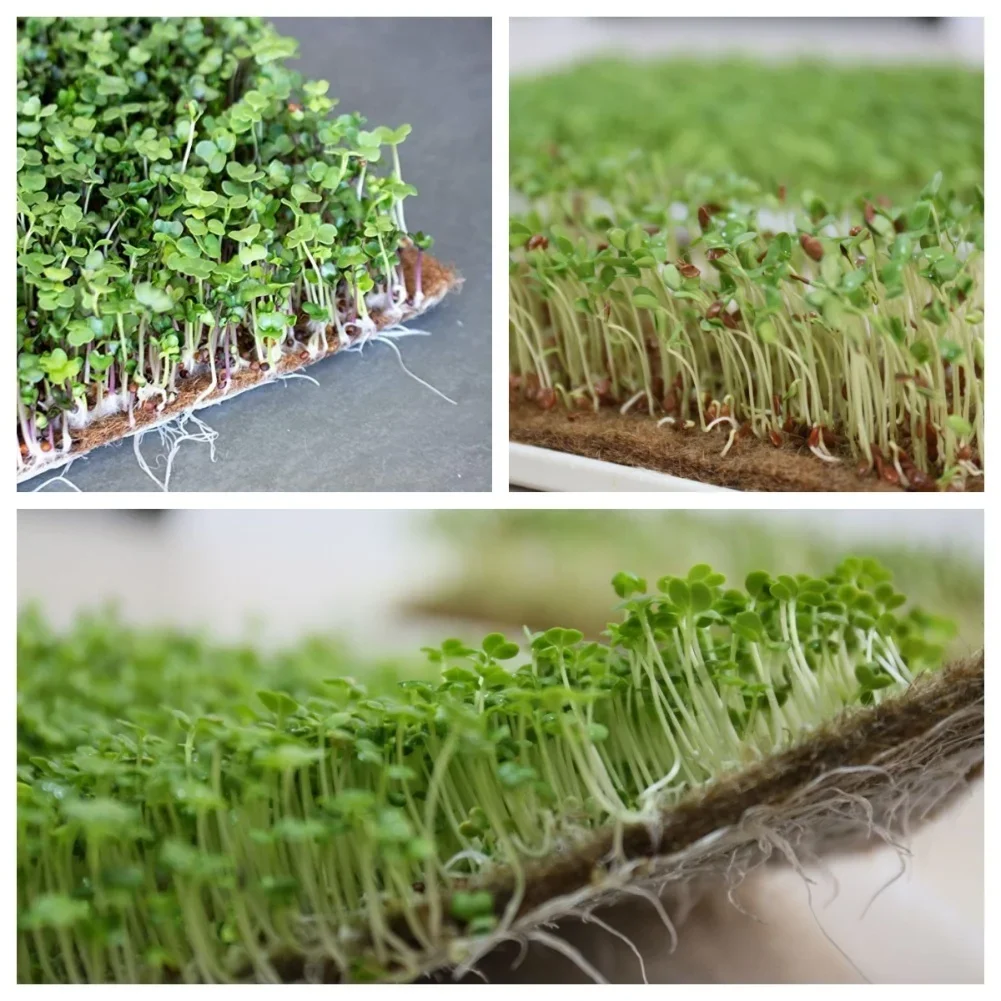 10PCS For Hydroponics Grow Pads Made from Hemp and Jute Fiber for Microgreens Sprouting 25x25cm and 25x50cm Plant Mats