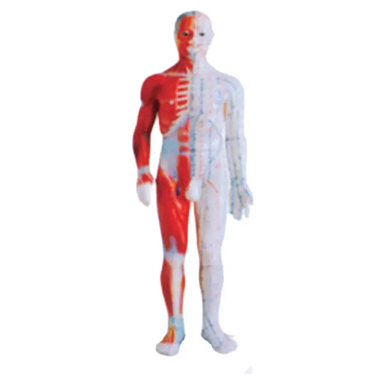 60CM Human Body Acupuncture Manikin Traditional Chinese Medicine Model Medical Science Student Teaching Traning BIX-Y1005