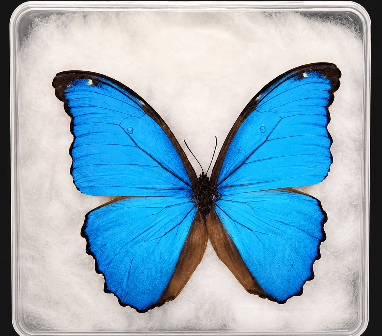 Real Butterfly Insect Specimen, Rare Butterfly, Clear Box + Pressed Cotton, Display Collectible Gift, Decor, DIY Material
