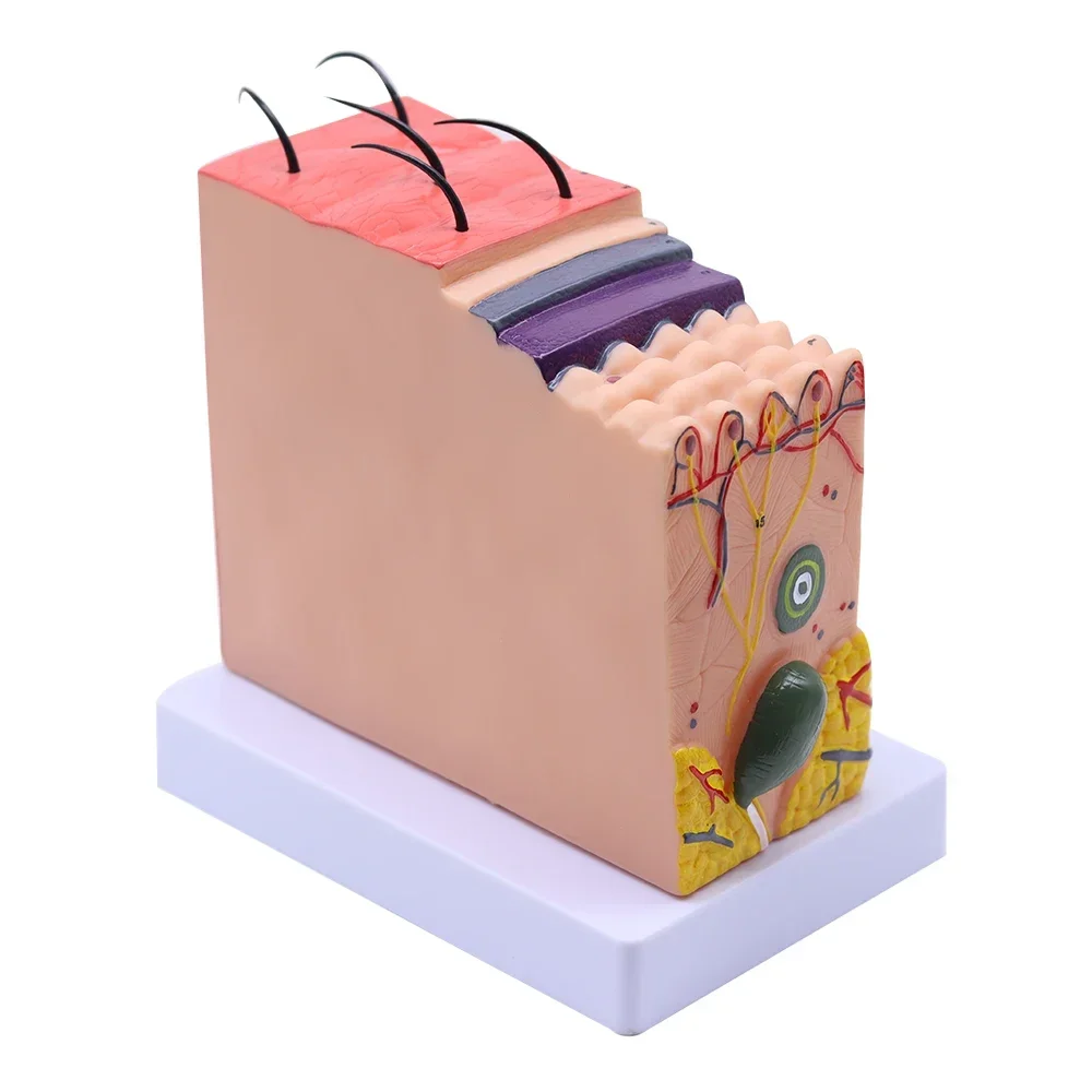 4D Human Anatomical Skin Model 50X Magnify Texture Subcutaneous Tissue Magnification Model with Hair Medical Teaching Aids