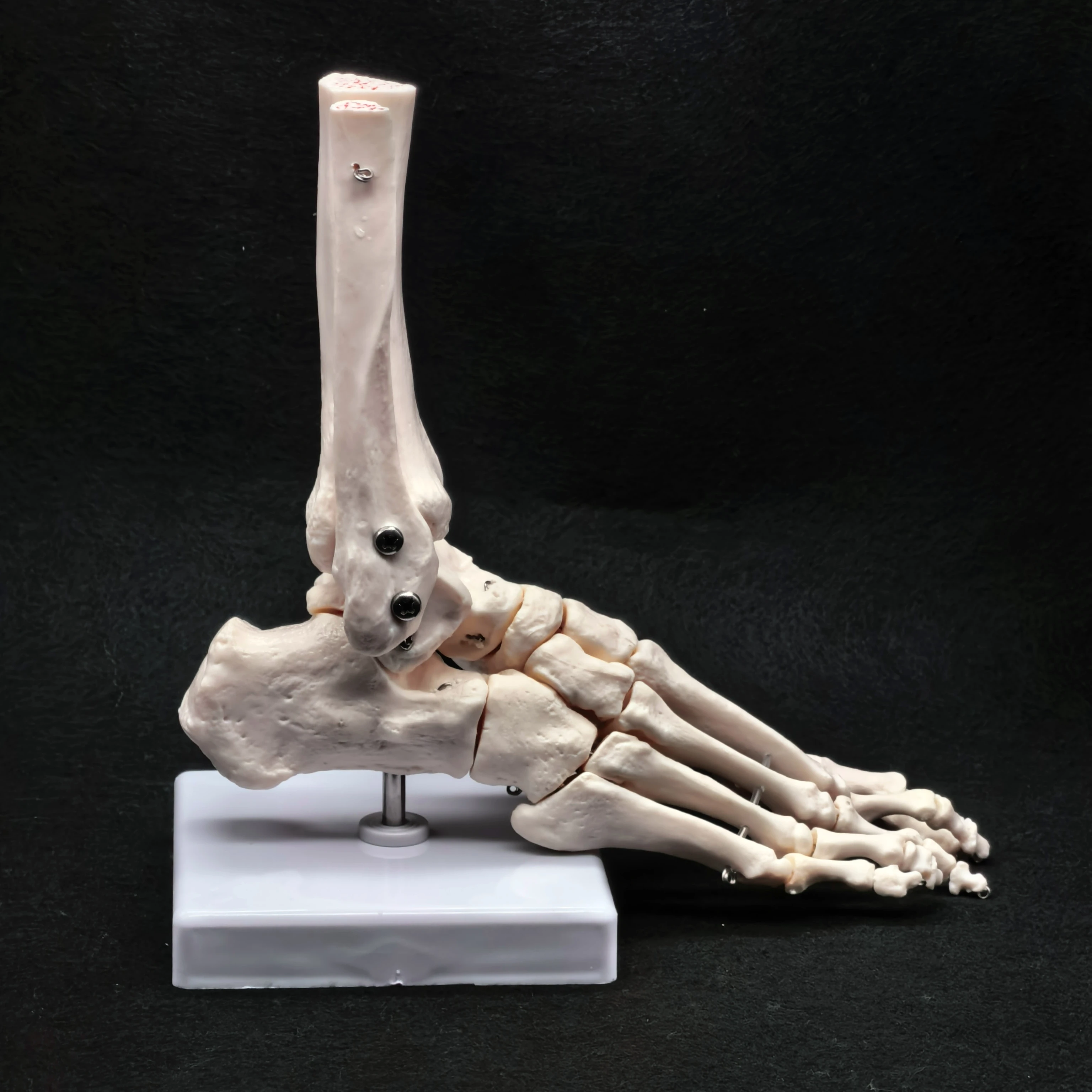 Fuß- und Sprunggelenk, funktionelles anatomisches Skelettmodell, medizinische Anzeige, Unterricht, Schule, lebensgroßes PVC