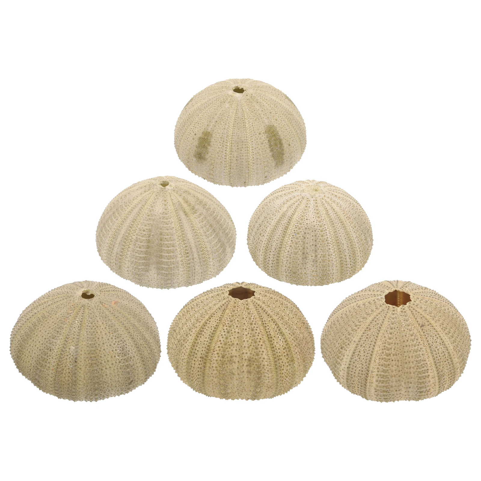 

6 pcs Natural Sea Shells 4 6CM Green Decorative naments for Home Fish Tank Crafts Accessories Pet Supplies