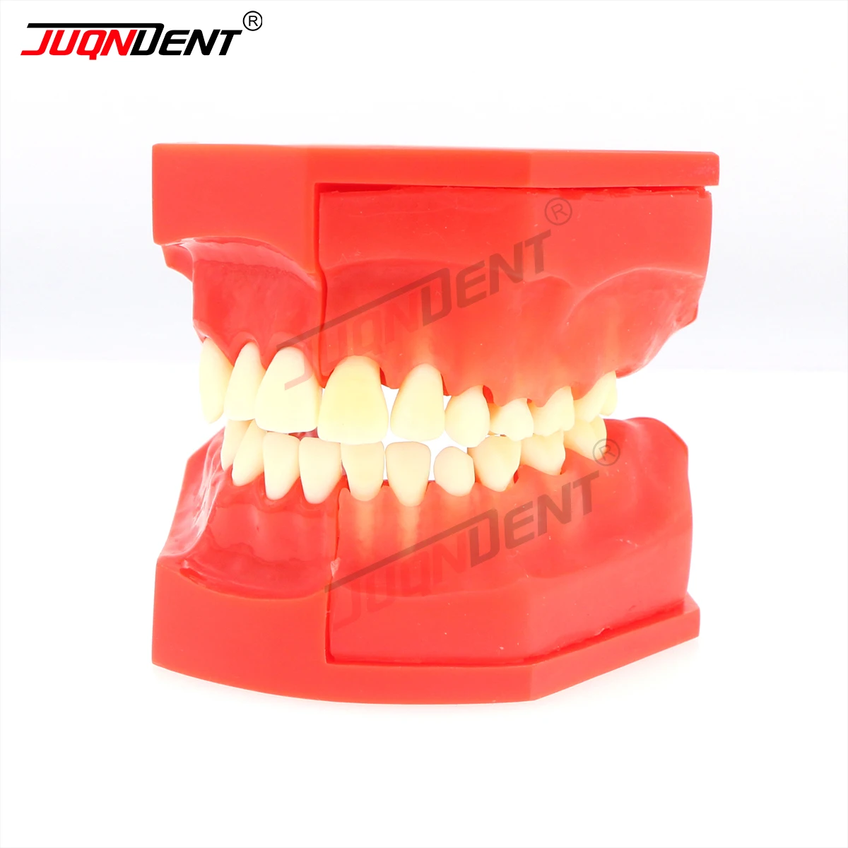 Modelo de dientes dentales, modelos de enseñanza Dental, modelo de implante, modelo de diente permanente, estudio de demostración, enseñanza M7013