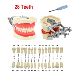 Model zębów zamiennik zębów kompatybilny NISSIN 500 typ Model zęba do przygotowania stomatologicznego materiał żywiczny nauczania