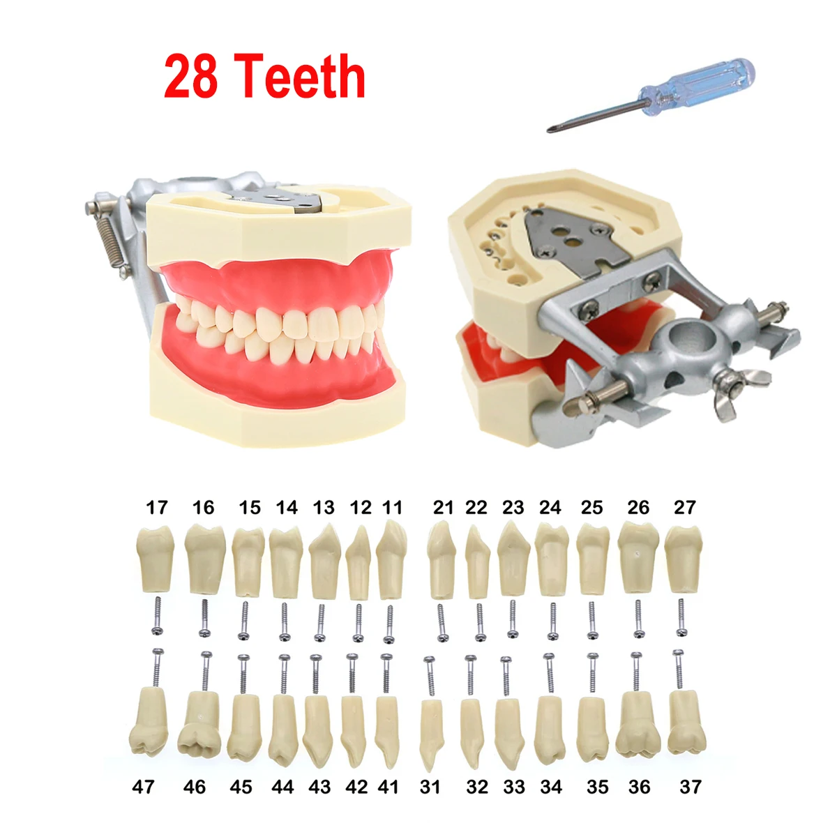 Teeth Model Replacement Teeth Compatible NISSIN 500 Type Tooth Model  For Dental Preparation Training Teaching Resin Material