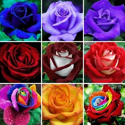 다이아몬드 페인팅 꽃 장미 봉오리, 풀 스퀘어 및 라운드 다이아몬드 자수 크로스 스티치 키트, 모자이크 아트 장식, 5D DIY