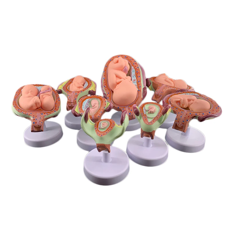 8 X Fetal Model Anatomical Human Fetal Development Model Foetus Pregnancy Anatomy Medical Embryo Development Teaching Supplies