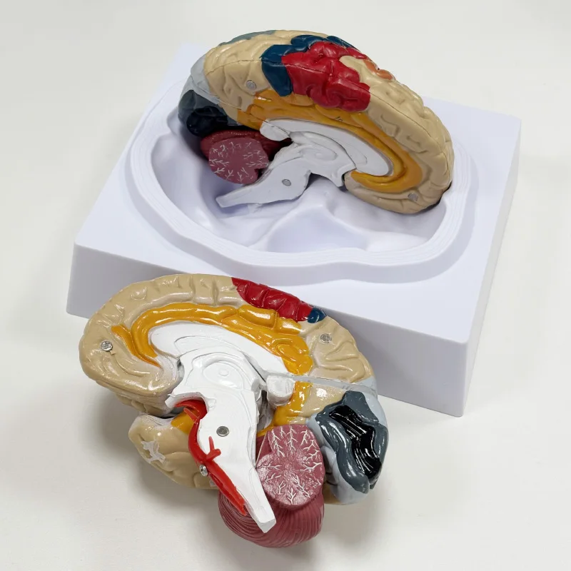 Brain Cortex Functional Localization Model, Human Brain Anatomy Model, Teaching and Training Specific
