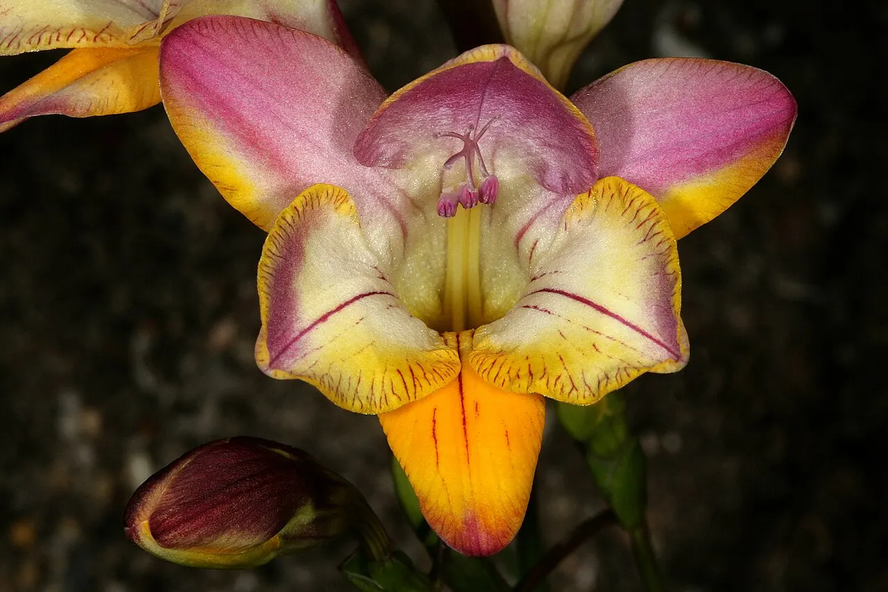 138 Uds. Semillas de Fresia Violeta Perfumada, Flor de Tallo Fino con Aroma Dulce para Maceta, Jardín y Flor Cortada