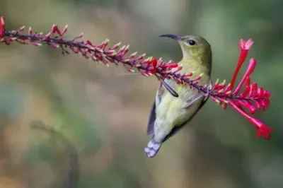 

for Wltoys 144001 144002 144010 124008 124016 124017 124018 124019 RIaarIo XDKJ-001 XDKJ-006 AM-X12 RC Car Metal Suspension Arm