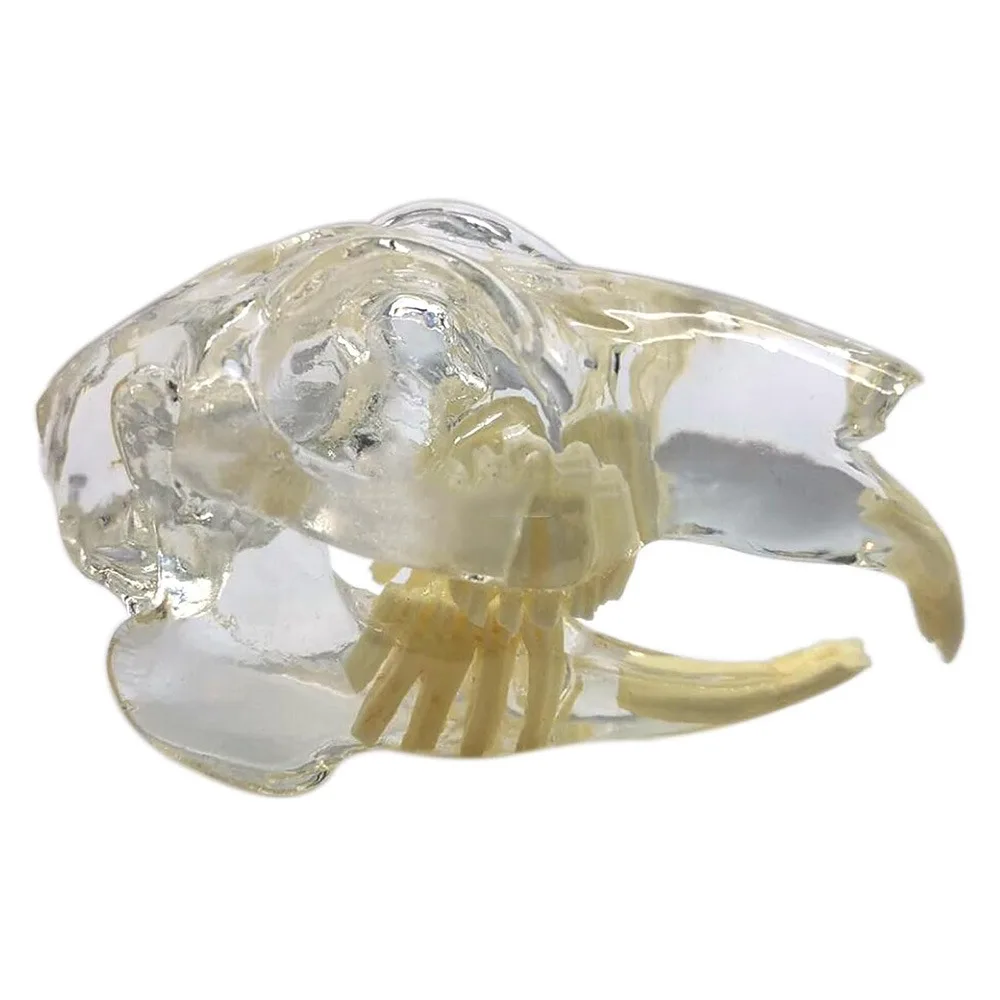 

Transparent Dental Animal Resin Teeth Educational Dog Cat Rabbit Dental Teaching Canine Structurally Accurate Clear Texture