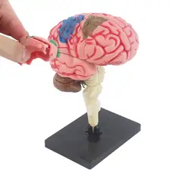 4D Disassembled Anatomical Human Brain Model Anatomy Medical Teaching Tool Statues Sculptures Medical School Use