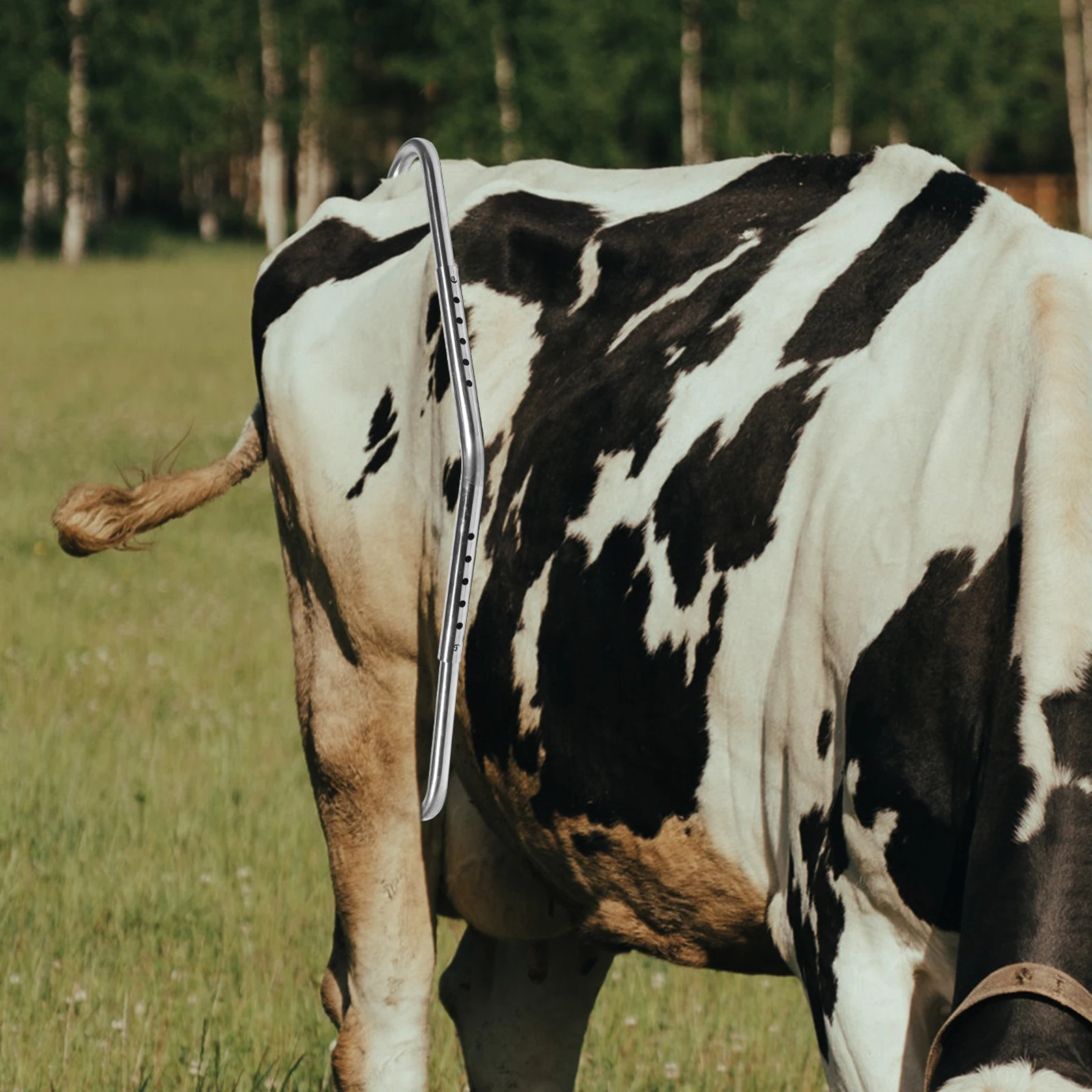 

Kick Cow Anti kicking Stick Metal Cows Stainless Steel Stop Kick Device Farming Tool Postpartum Cow Stop Kicking Stick Aid