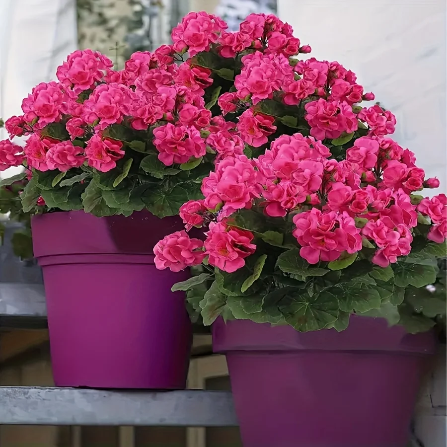 Pack de geranios artificiales resistentes a los rayos UV: flores de seda realistas para exteriores para jardines, arbustos duraderos, perfectos para bodas y cocina