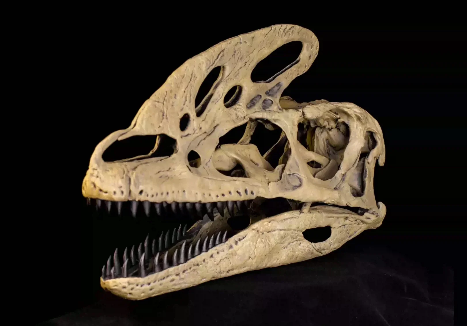 VWUVWU 1/1 Guanlong Wucaii Skull Model Tyrannosaurs Dinosaur Animal Fossil Collection GK Decoration Realistic Gift For Adults