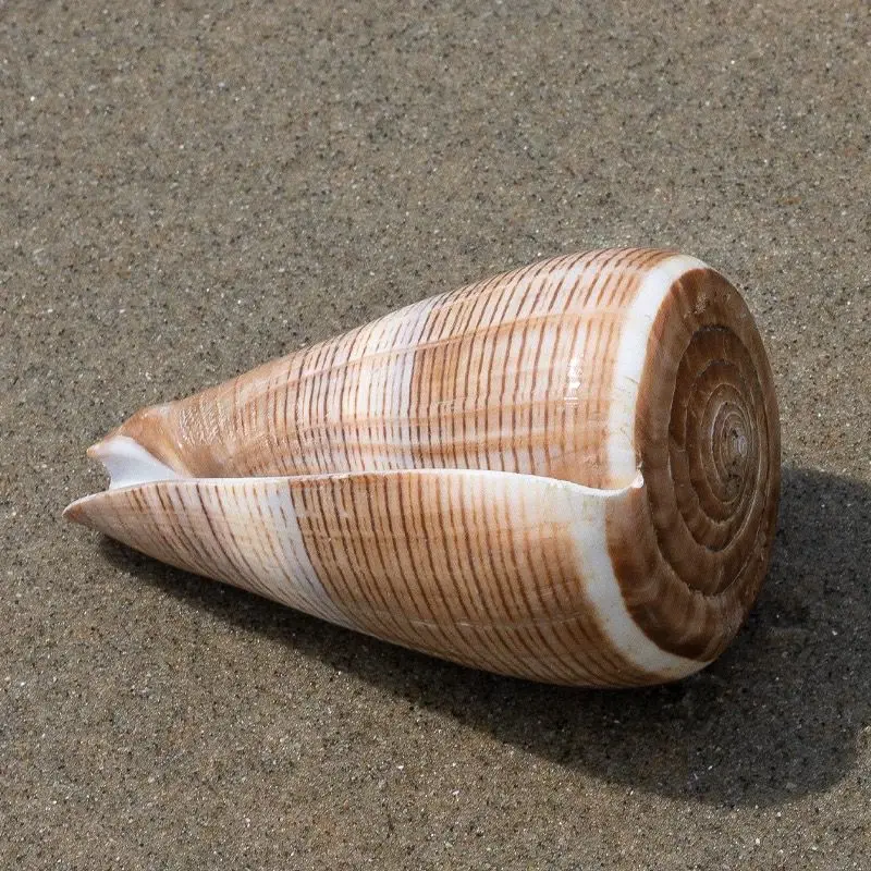 Natural Conch Shell Black Line Conch Decorative Fish Tank Aquarium Ornaments To Play with Collection Specimens Creative Gifts