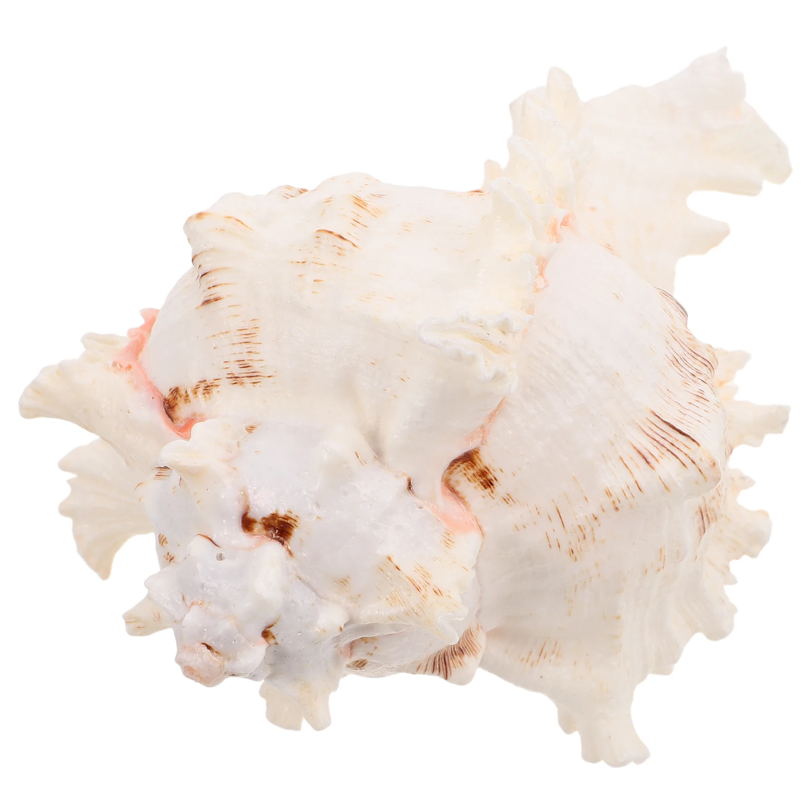 

Giant Natural Seashell for Home Decor Beachy Room Centerpiece DIY Craft Summer Party Favors Bohemian Conch Ornament Fish Tank