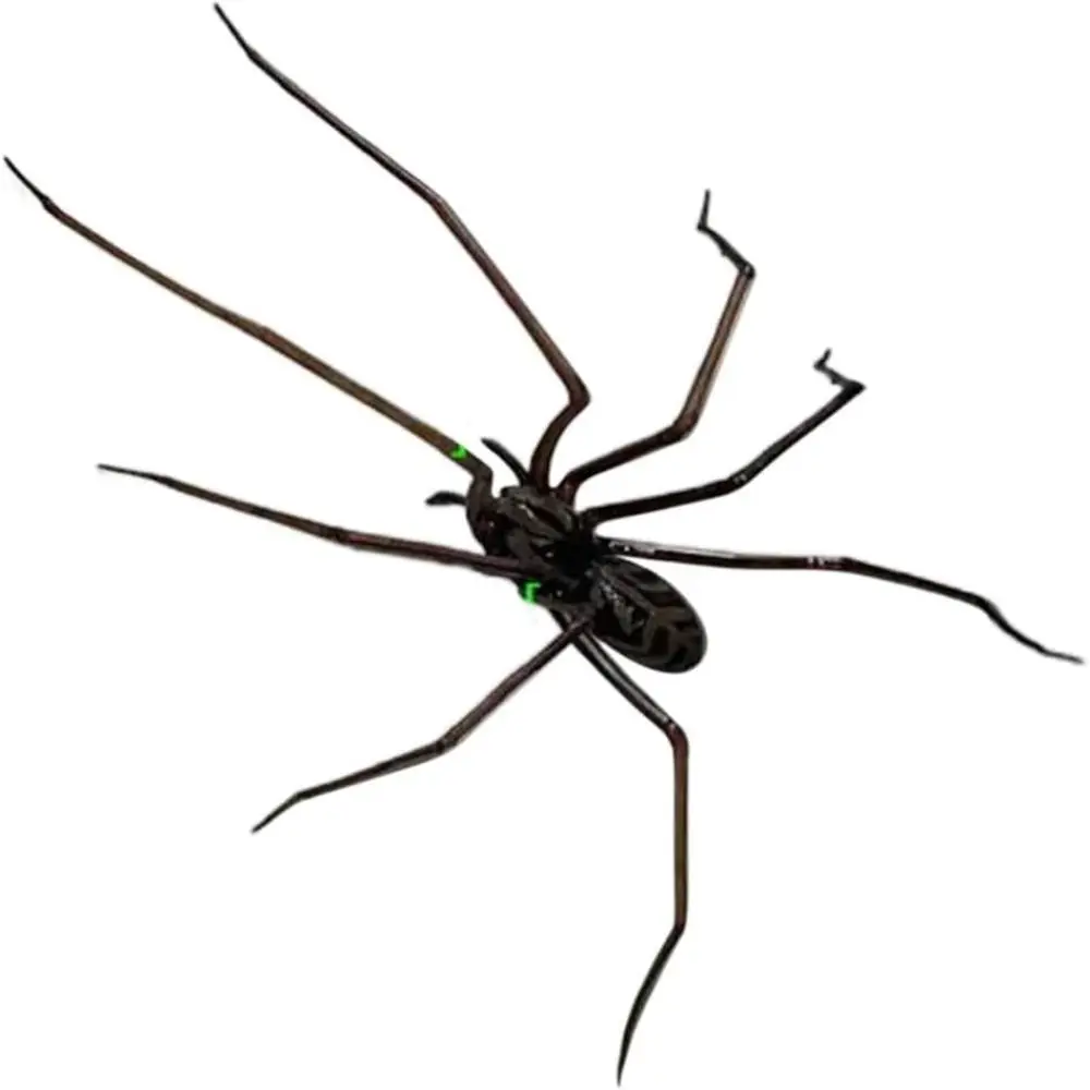 Funny Fridge Magnets Spider Refrigerator Sticker Strong Adhesive Flexible Legs 3D Spider Fridge Magnet Removable Durable
