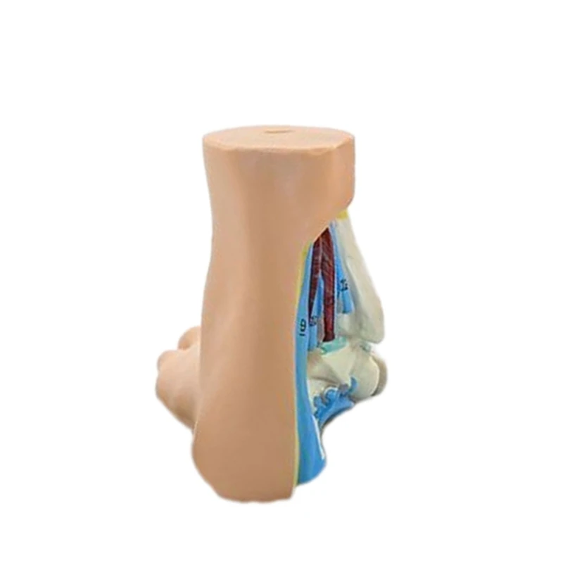 J6PA Normal/Flat/High Arched Foot Anatomy Model, Anatomical Foot Ankle Joint Model