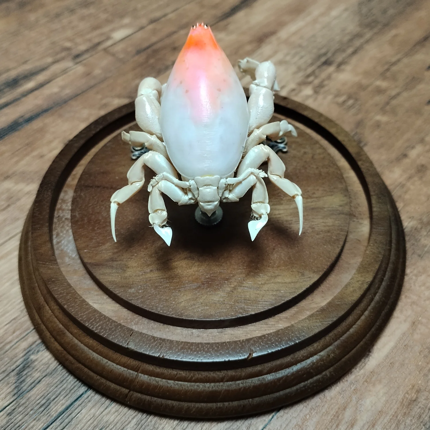 Lyreidus Stenops Specimens Real Crab Taxidermy Collectors Natural for Science Education Home Decorations Ornament Unique Gifts