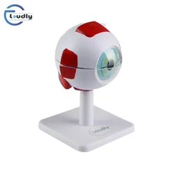 3 Times Human Eyeball Model Giant Eye Model Human Eye Anatomy for Science Teaching Medical Model EM-3