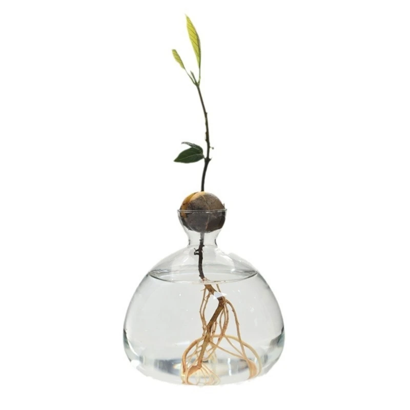 Glass Avocado Tree Flower Vase Avocado Seed Starter Vase Hydroponic Flower Vase Dropshipping