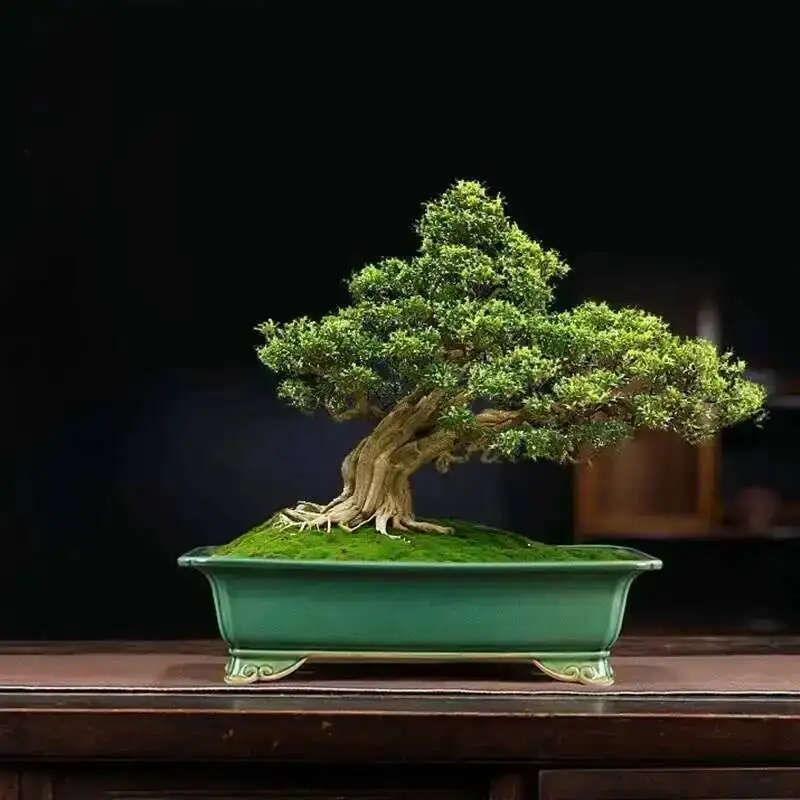 

purple clay flowerpot ceramic rectangular large bonsai basin manger succulent green plant potting celadon glazed Basin