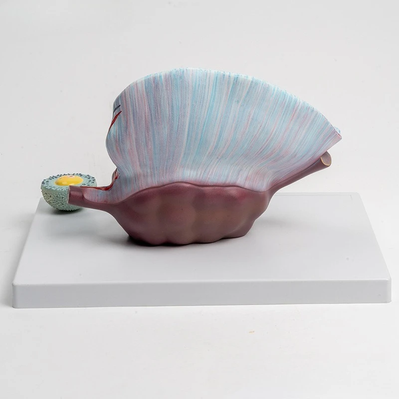 Human female reproductive uterus and ovary anatomical model, gynecological reproductive model