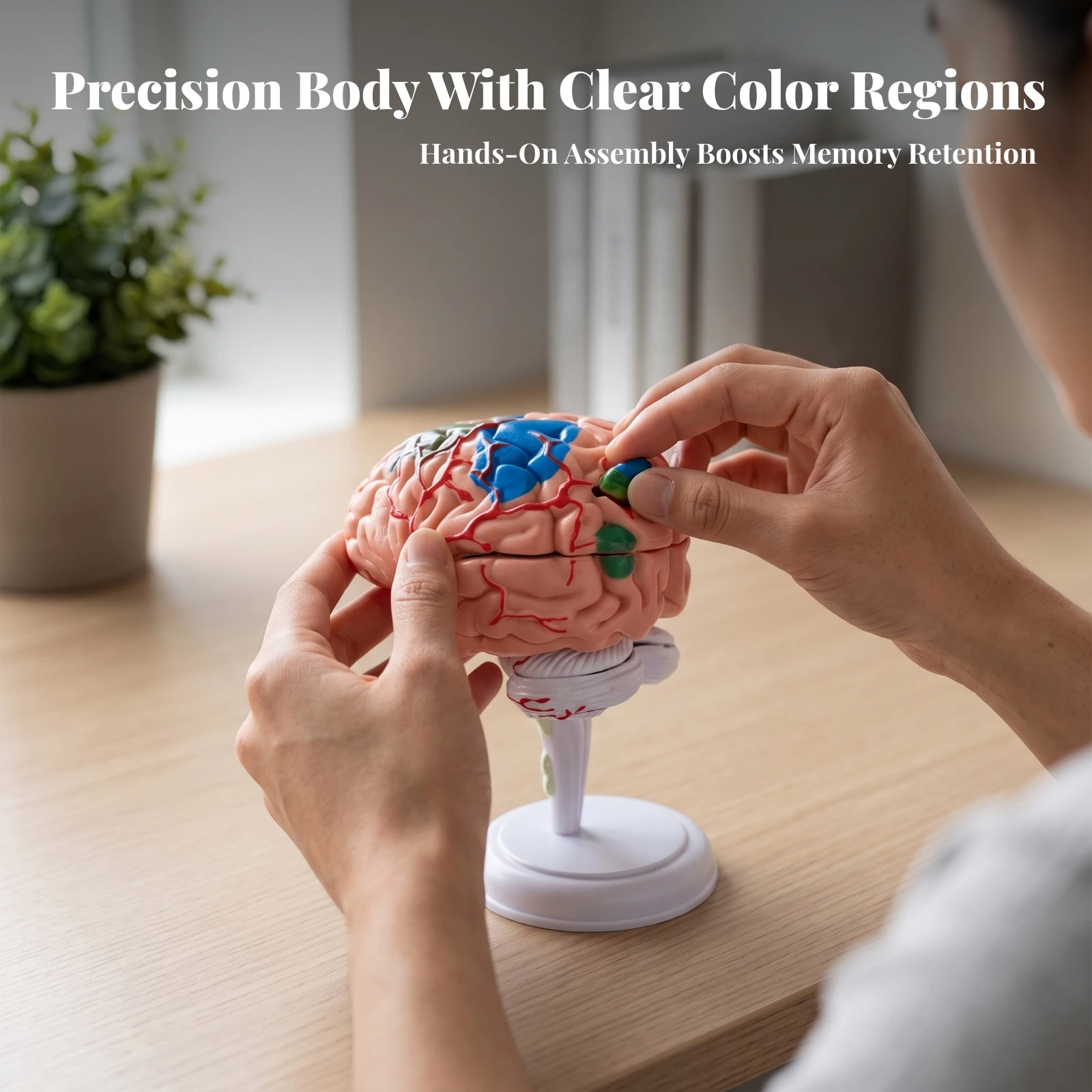 Human Brain Model Color-Coded 3D Brain Assembly Model Desktop Stable for Students, Classroom, Study Desk